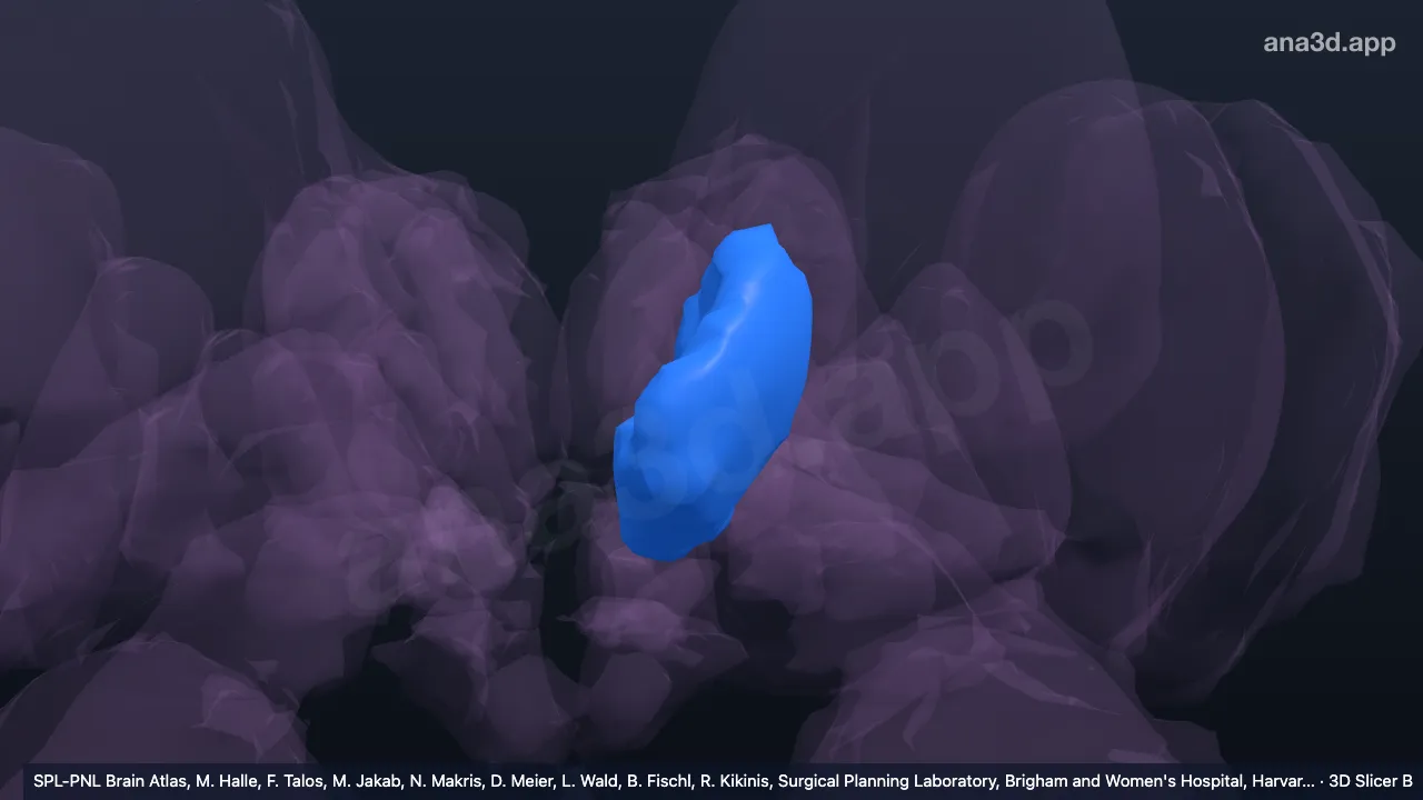 3D 模型：左丘脑腹前核
