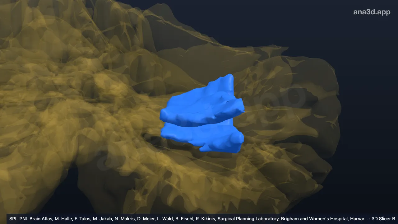 Modelo 3D: VIIA crusI-l1 esquerdo