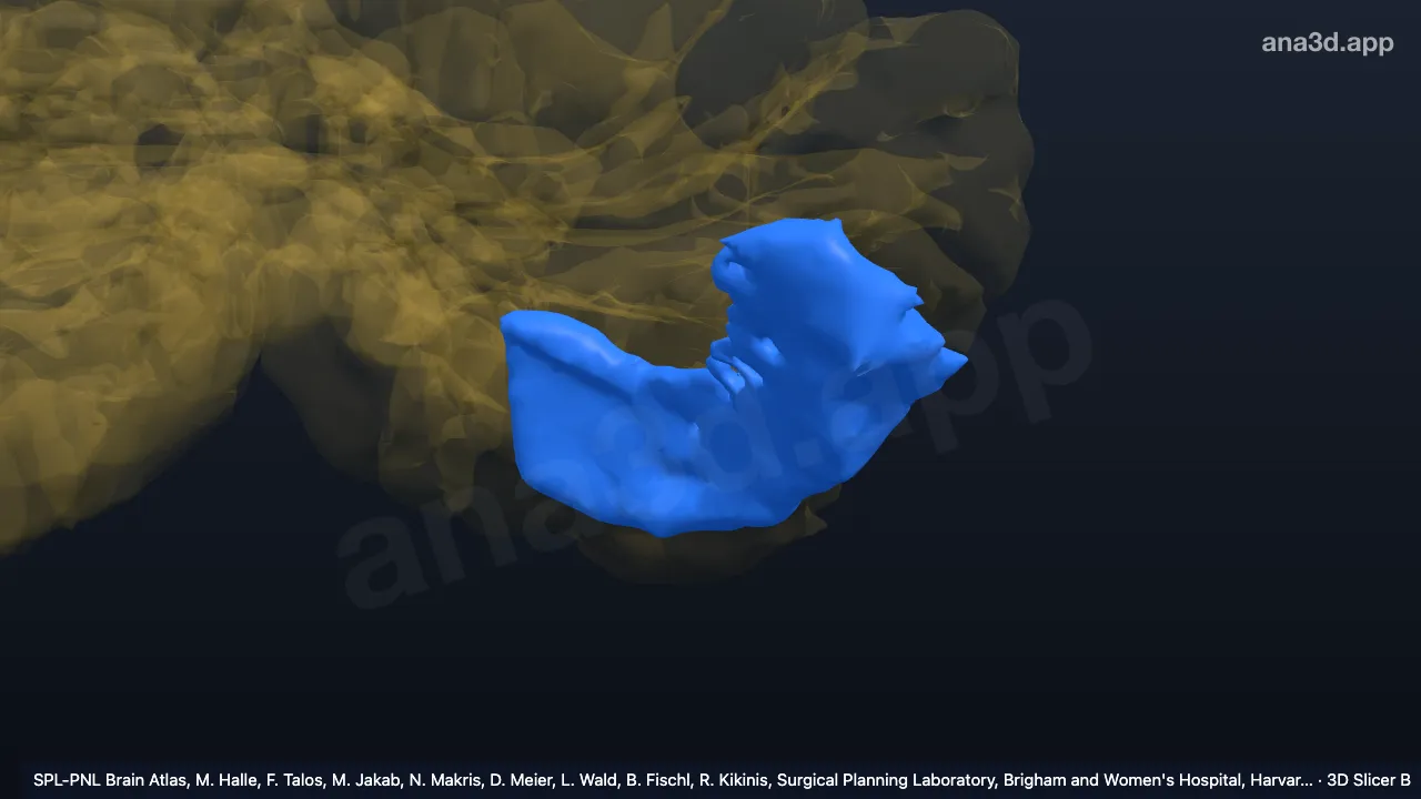 Modèle 3D : VIIIA-l gauche