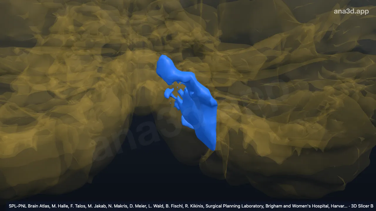 3D-Modell: Linker VIIIA-m