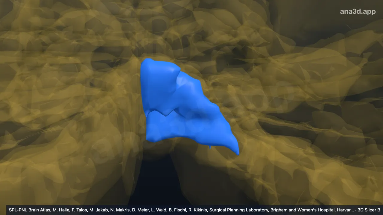Modelo 3D: VIIIA-v izquierdo