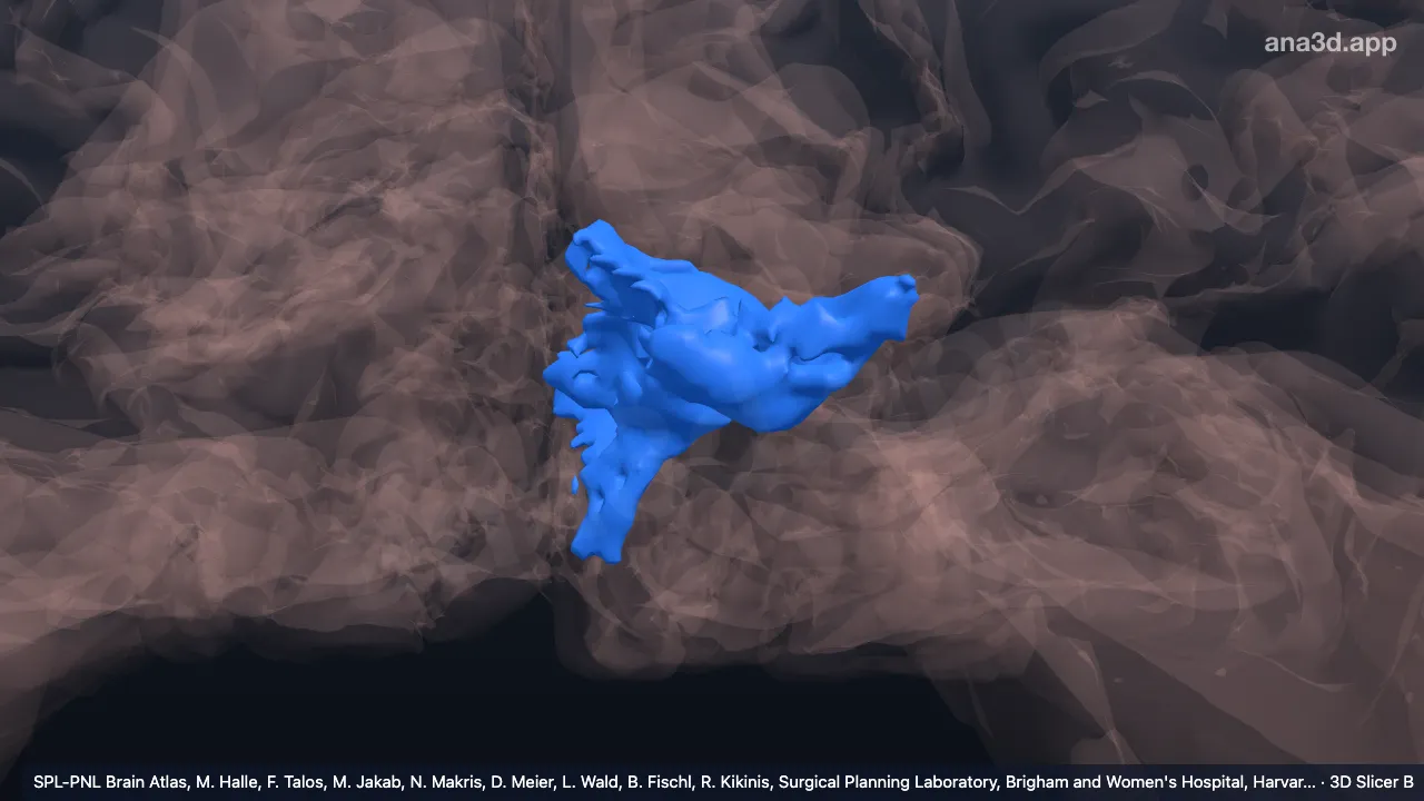 Modelo 3D: Córtex visual esquerdo