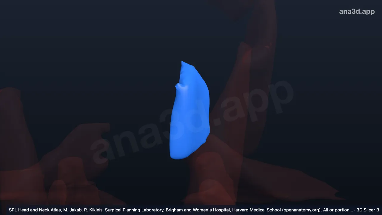 Modelo 3D: Músculo zigomático esquerdo