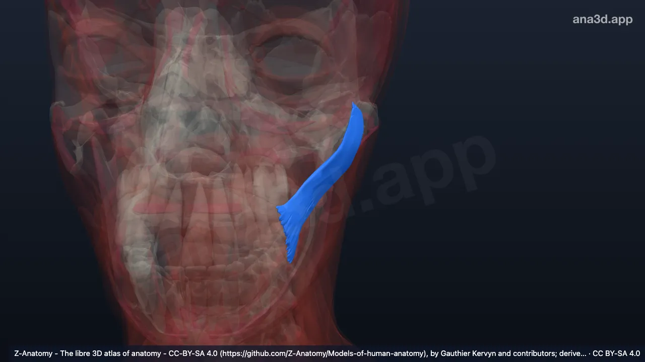3D model: left zygomaticus major