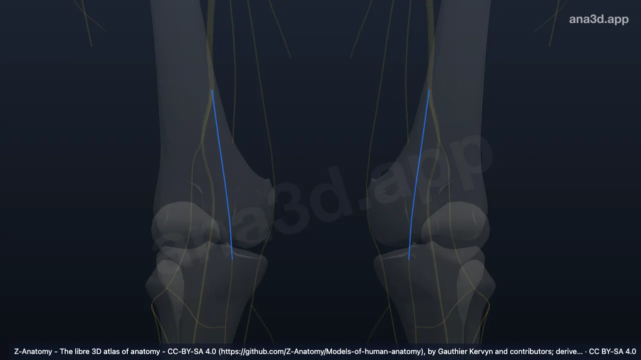 3D-Modell: Nervus cutaneus surae medialis