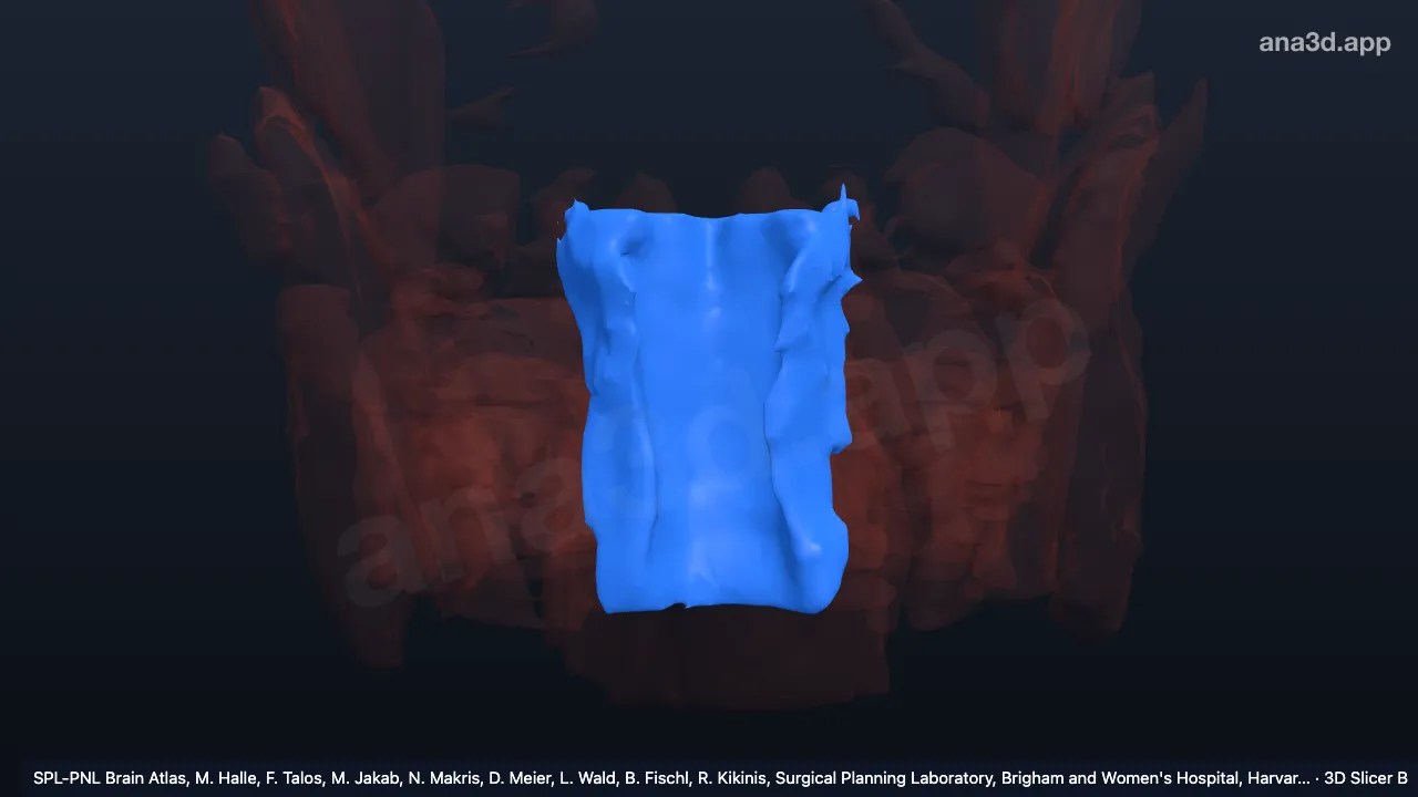 3Dモデル：中咽頭収縮筋