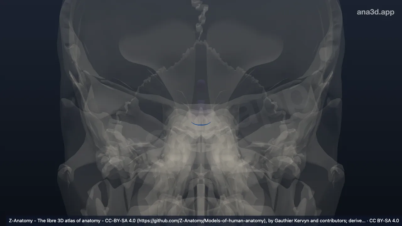 Model 3D: Neurohipofisis
