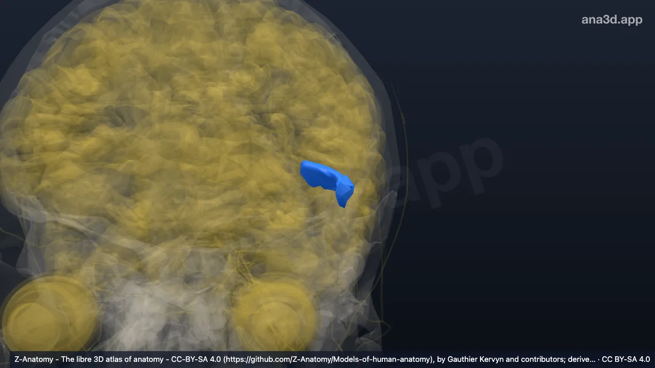 Modelo 3D: Parte orbitaria del giro frontal inferior izquierdo
