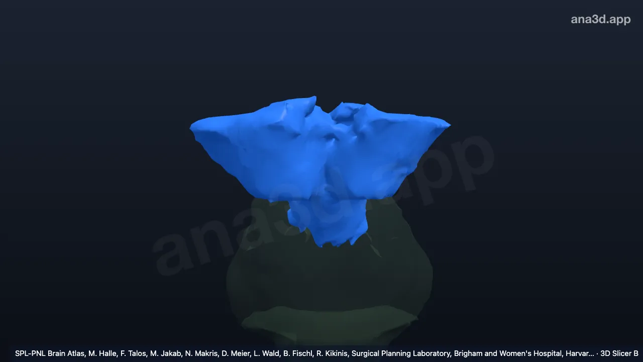 Model 3D: Bagian otak tengah