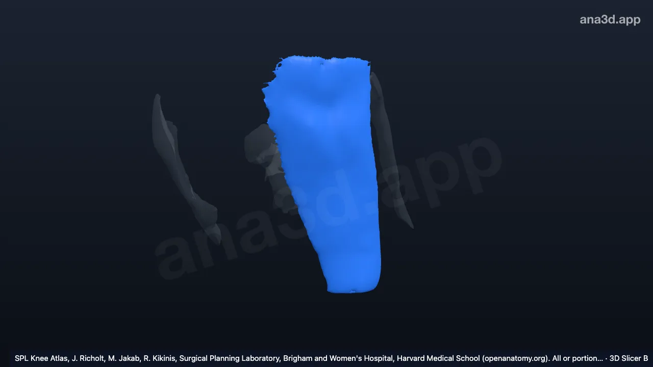 3D-Modell: Ligamentum patellae