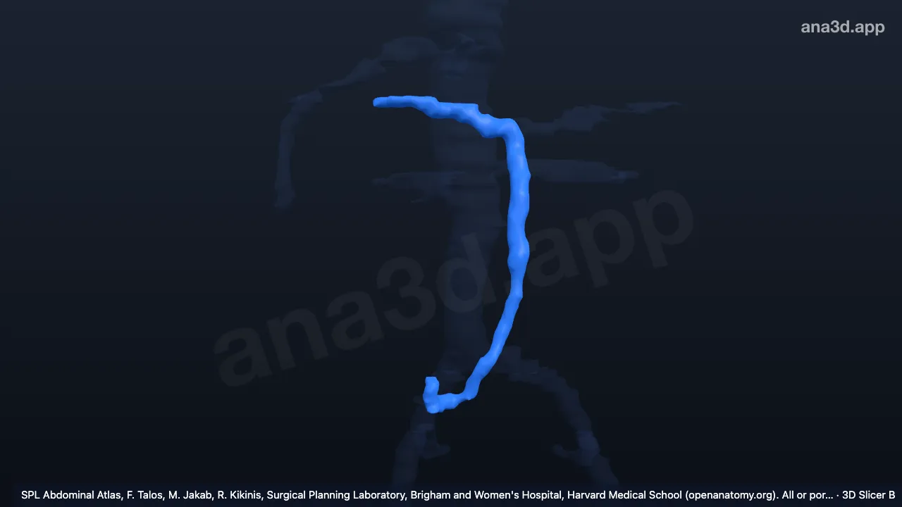 3D 모델: 간문맥과 위창자간막정맥