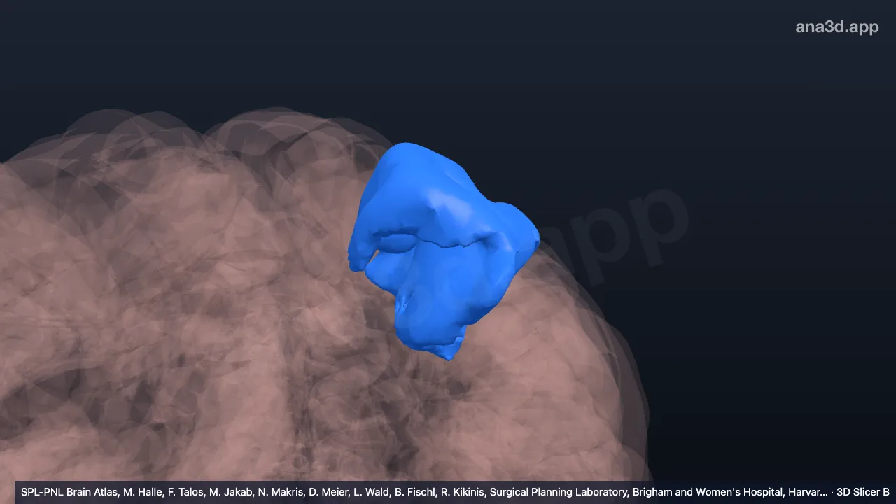 Model 3D: Bagian posterior girus frontalis medius kiri