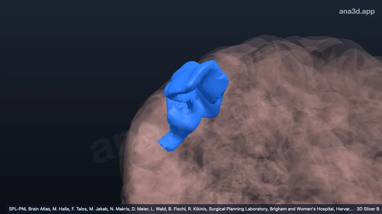 Model 3D: Bagian posterior girus frontalis medius kanan
