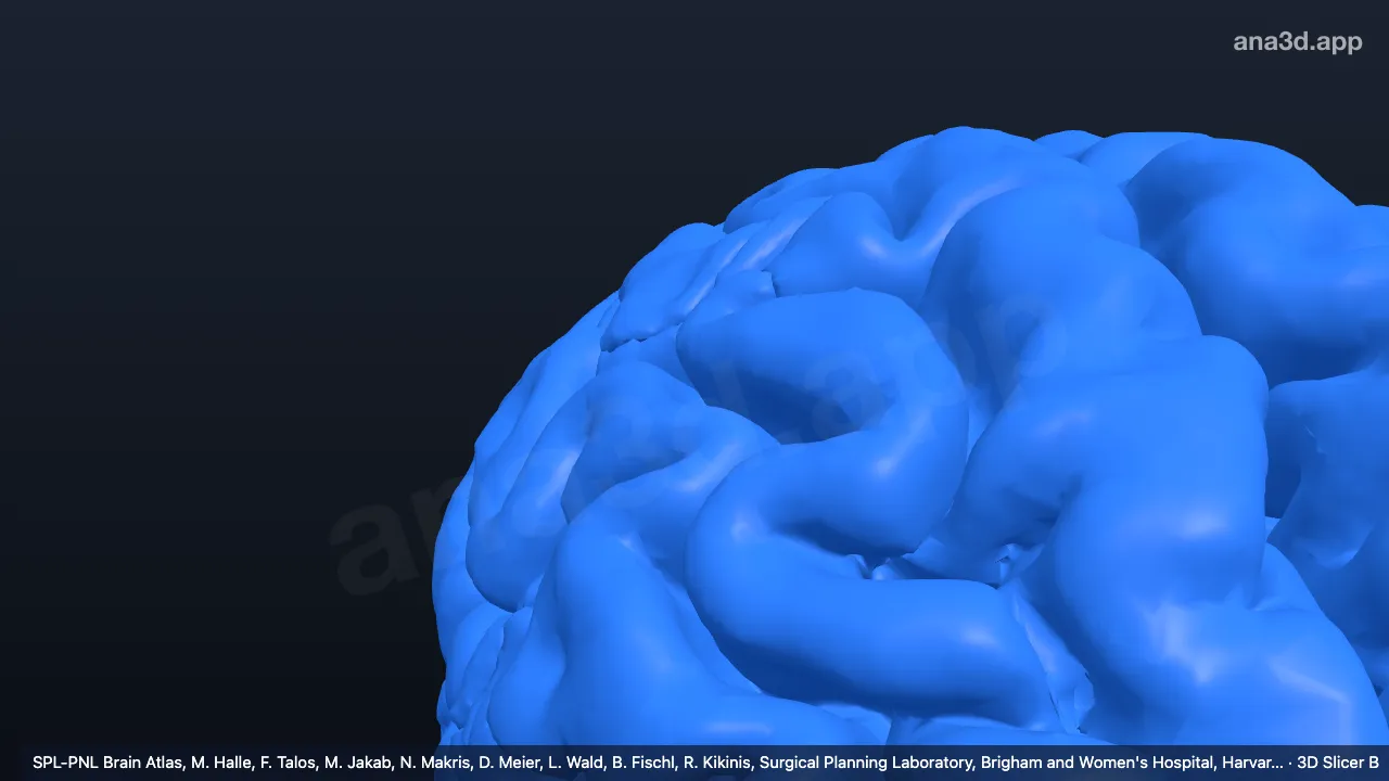 3D 模型：前脑