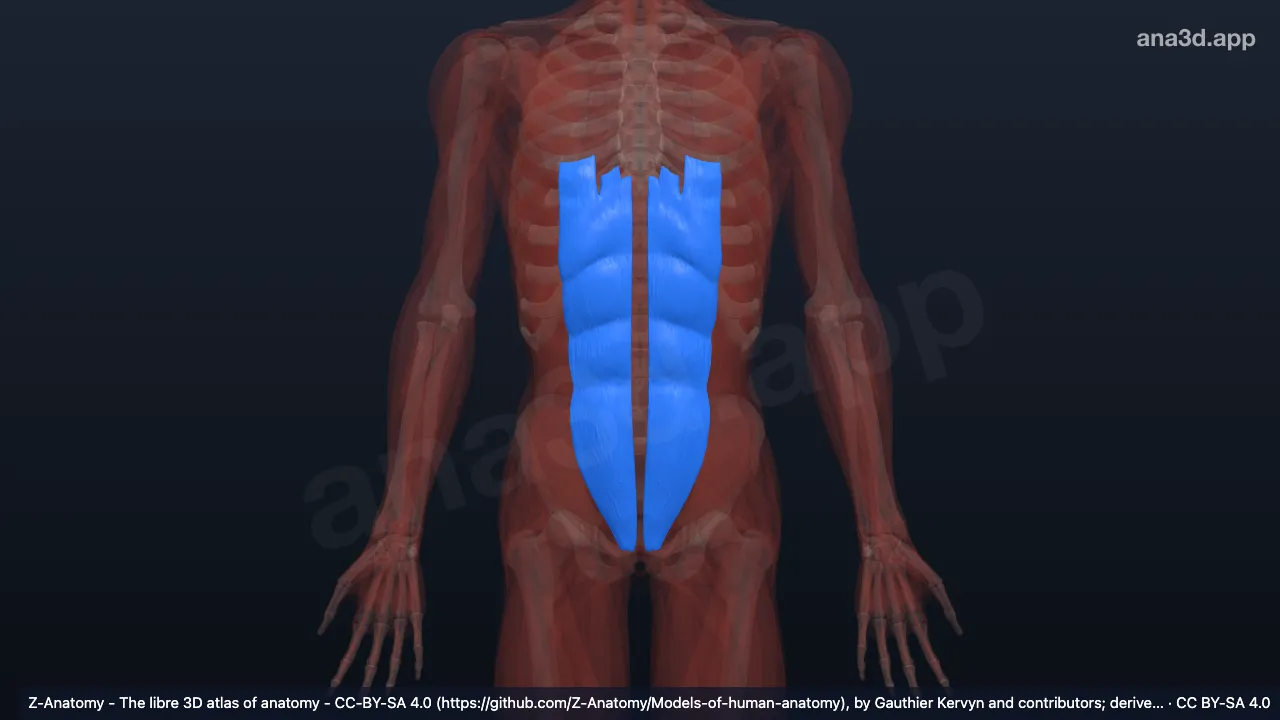3D model: rectus abdominis muscle