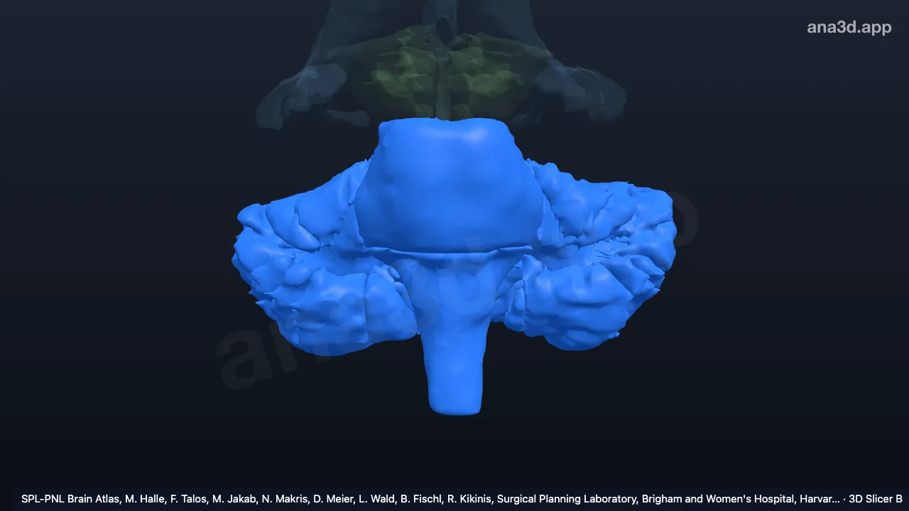 3D model: rhombencephalon