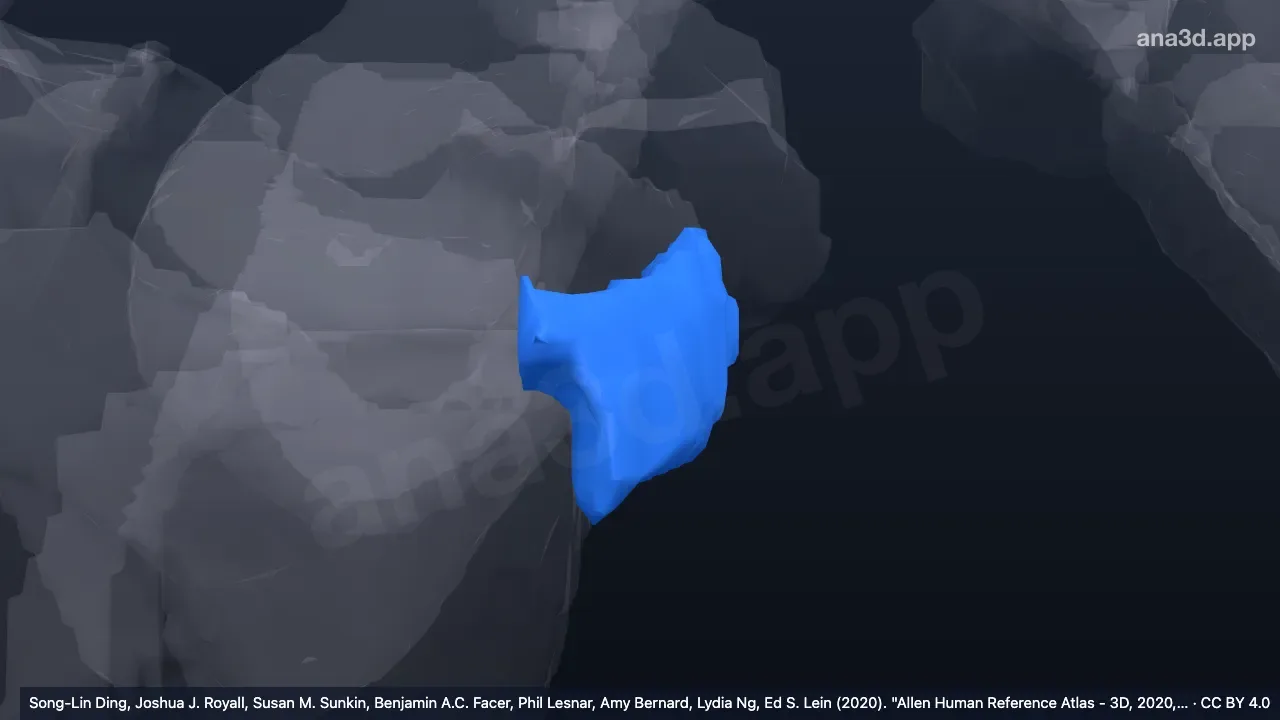 3D 模型:右环回