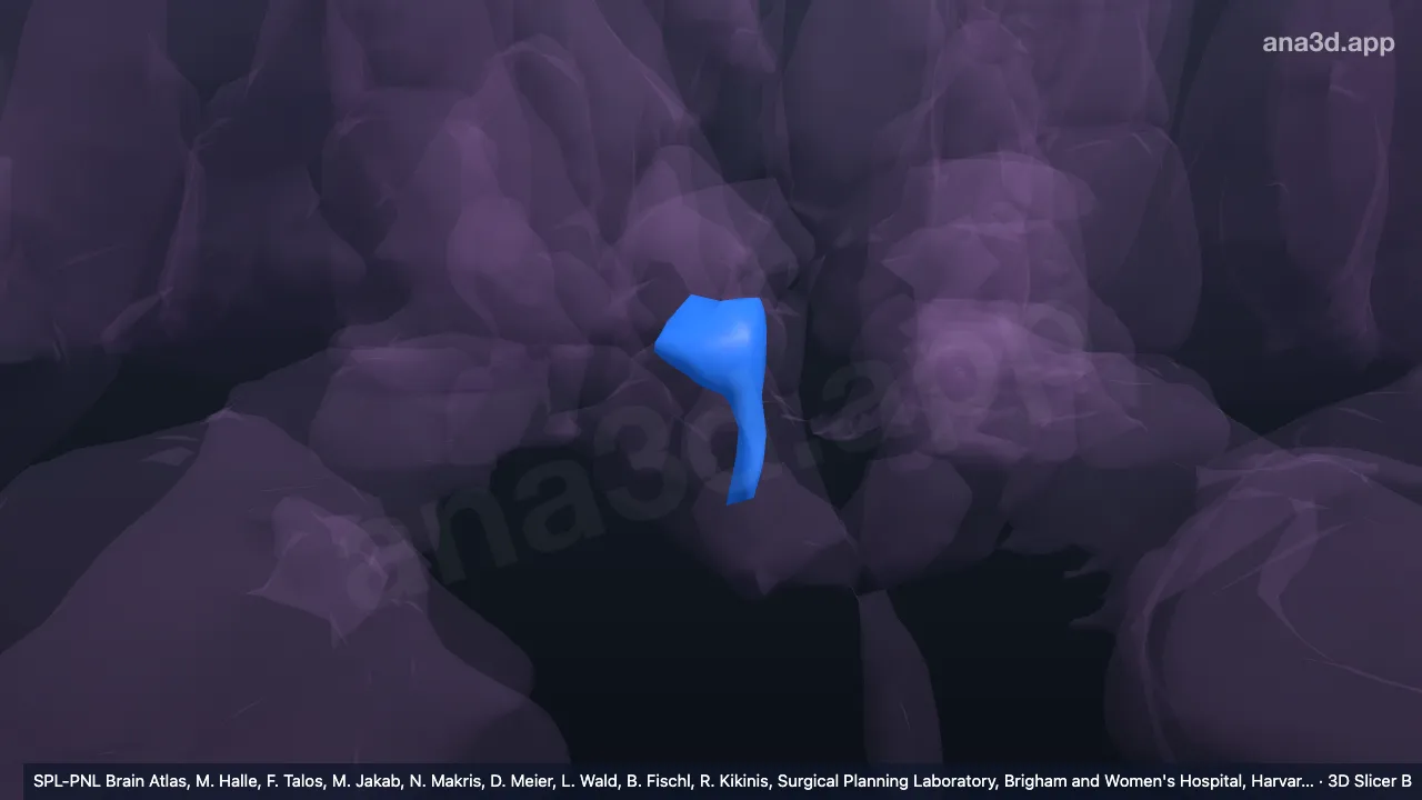 3D-Modell: Rechter vorderer unterer Hypothalamus