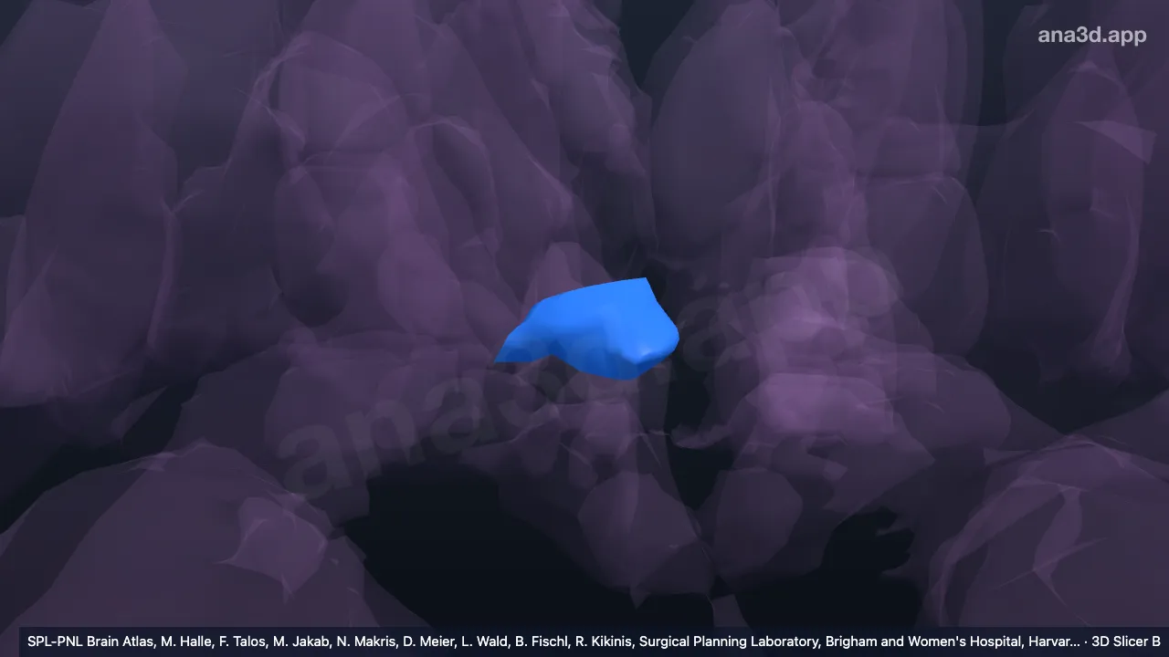 Modelo 3D: Hipotálamo anterior superior direito