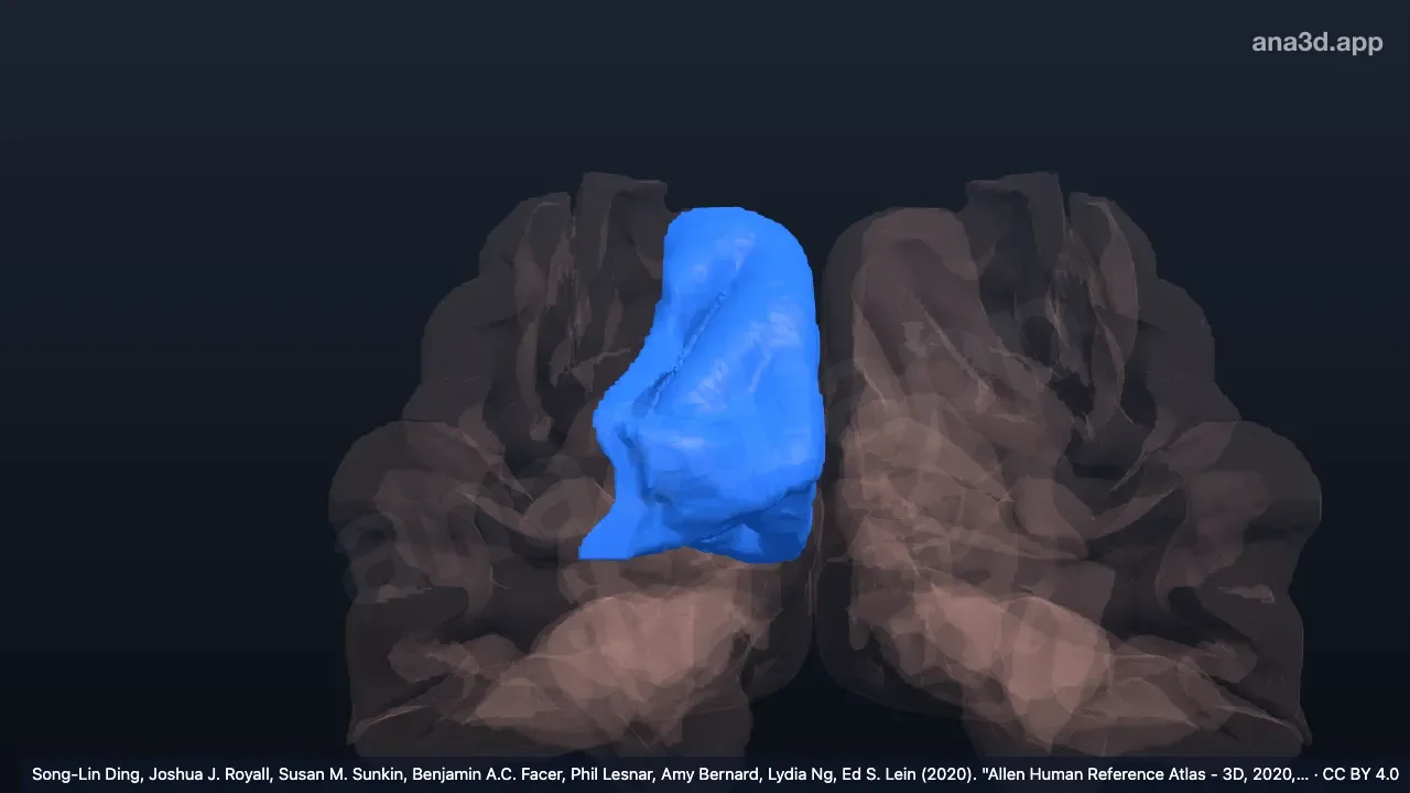 Modèle 3D : Cuneus droit