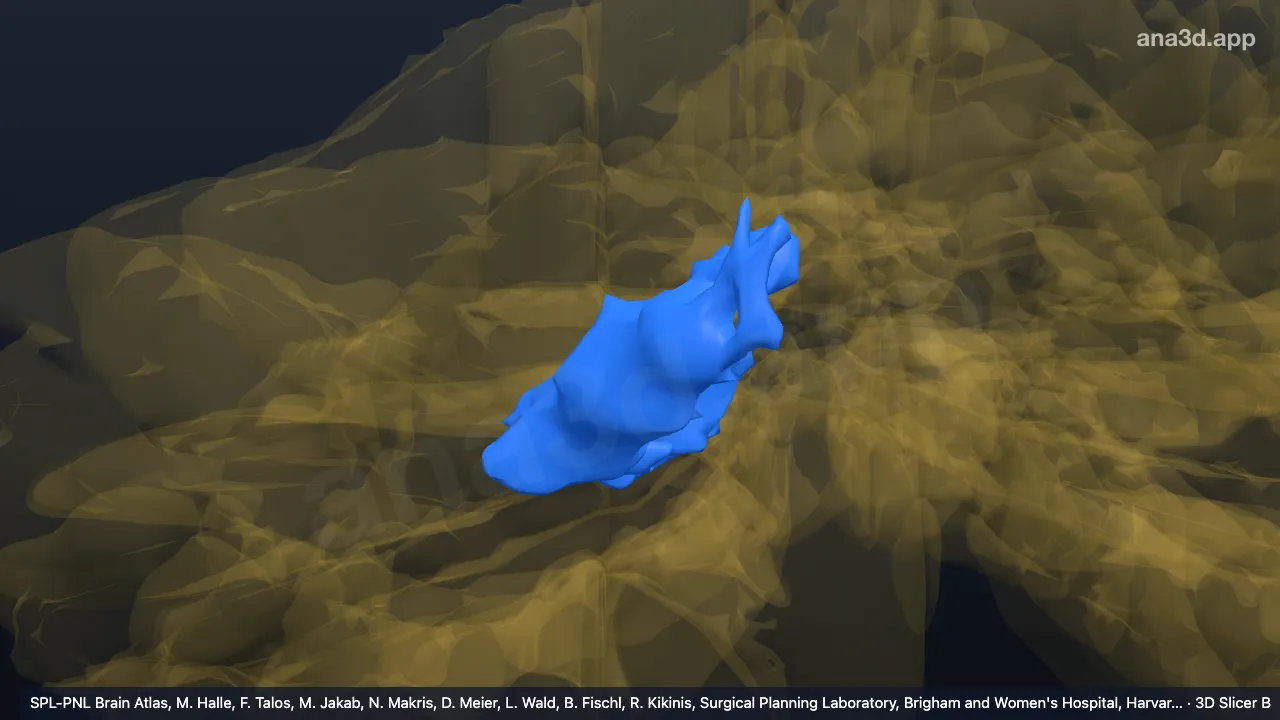 3D model: right dentate nucleus