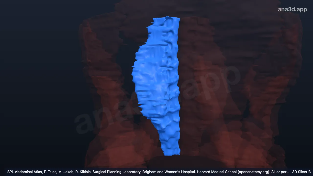 3D 模型：右竖脊肌