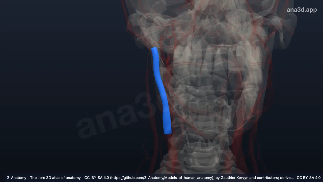 Modelo 3D: Arteria carótida externa derecha