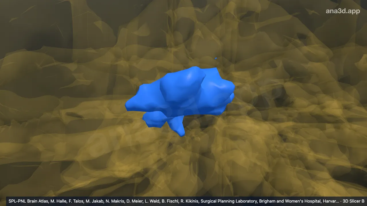 3D model: right FaGE nuclei