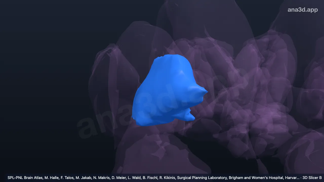 Modelo 3D: Porción externa del globo pálido derecho