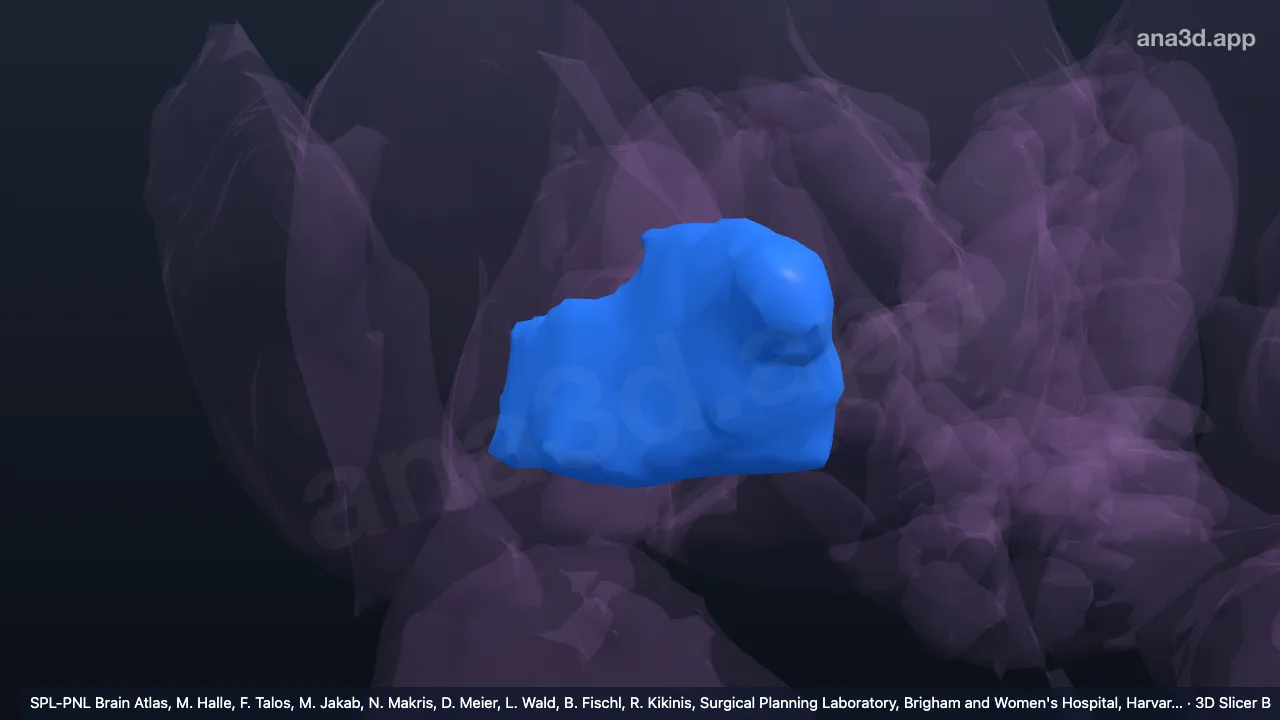 Modèle 3D : Partie interne du globus pallidus droit