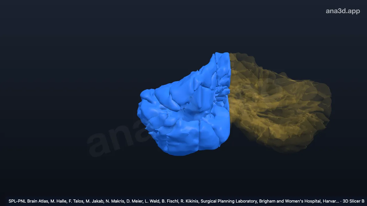 3D model: right hemisphere of cerebellum