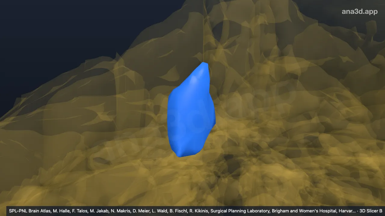 3D model: right III-m
