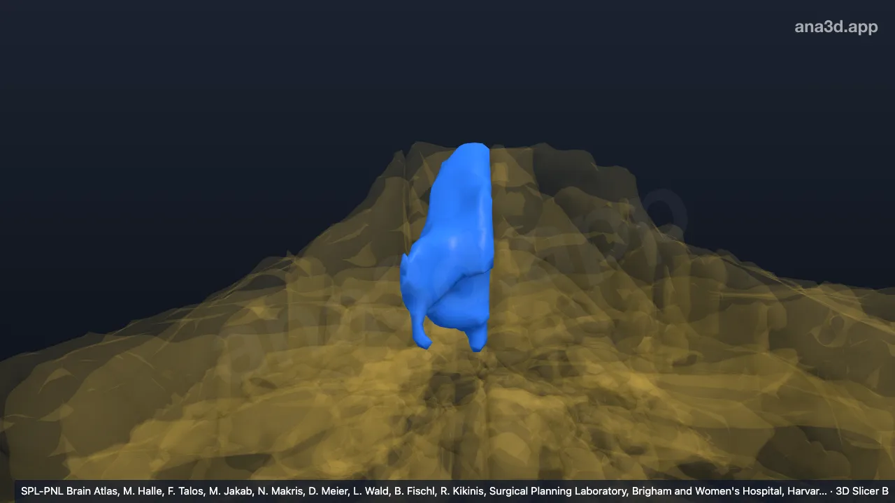 Modèle 3D : III-v droit