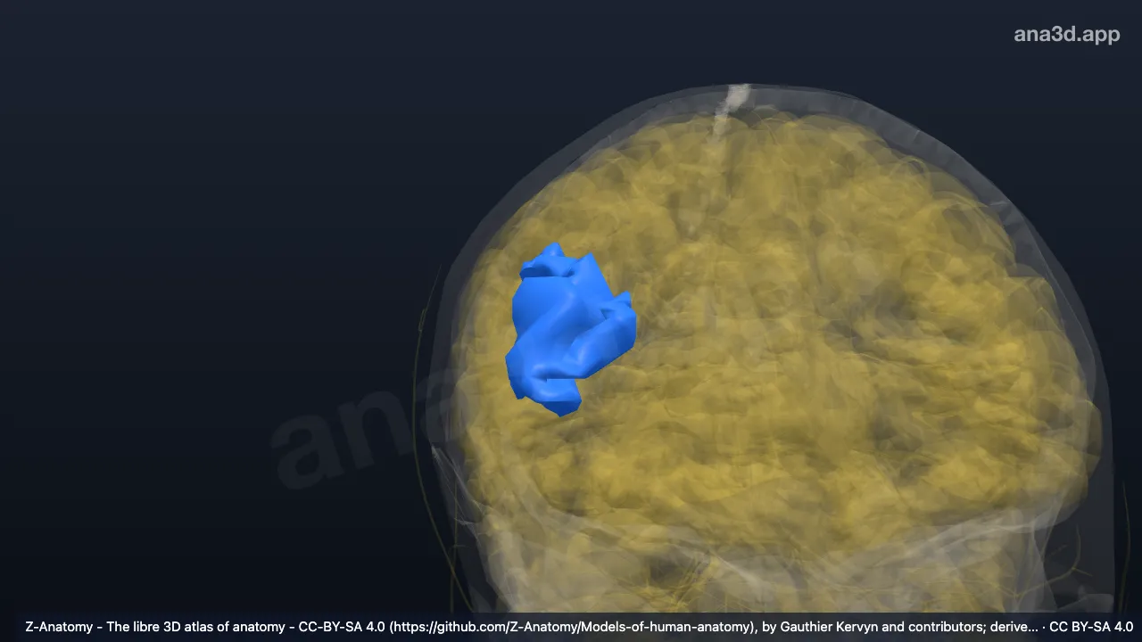 Model 3D: Sulkus frontalis inferior kanan