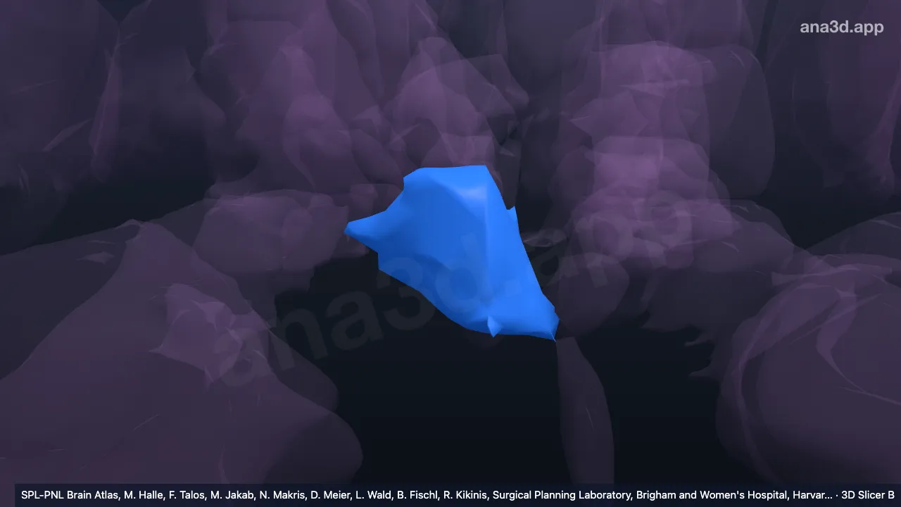 3D-Modell: Rechter unterer tuberaler Hypothalamus