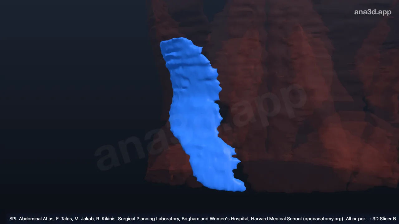 3Dモデル：右内腹斜筋