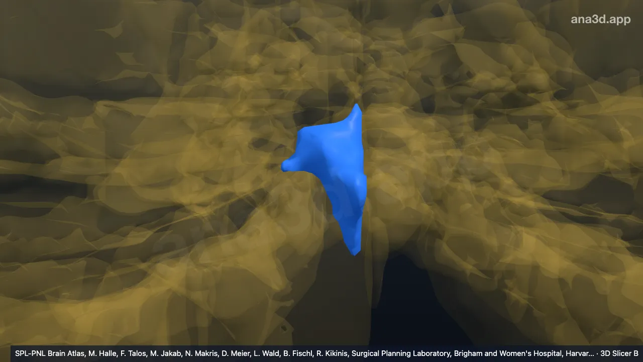 Modelo 3D: IX-v direito