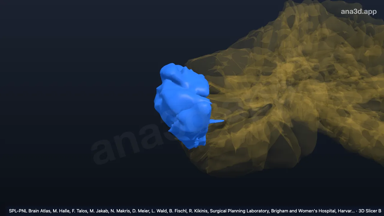 3D model: right lateral hemispheric zone 2