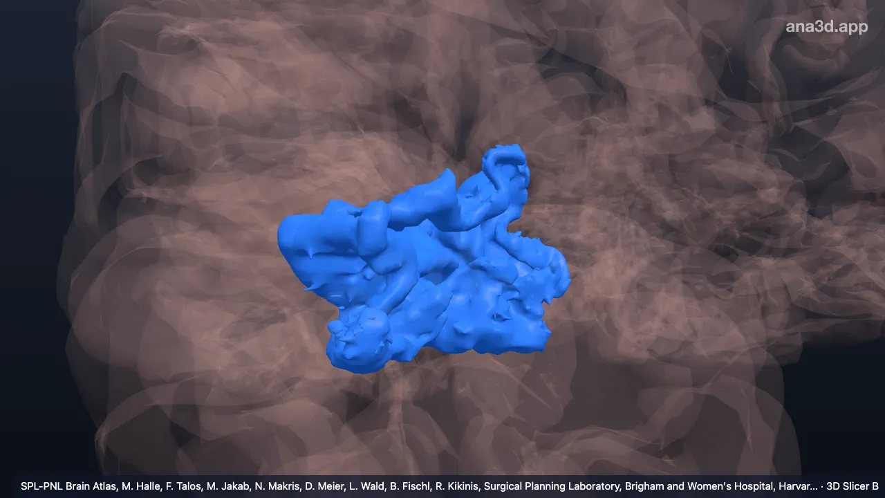Modelo 3D: Giro occipital lateral derecho