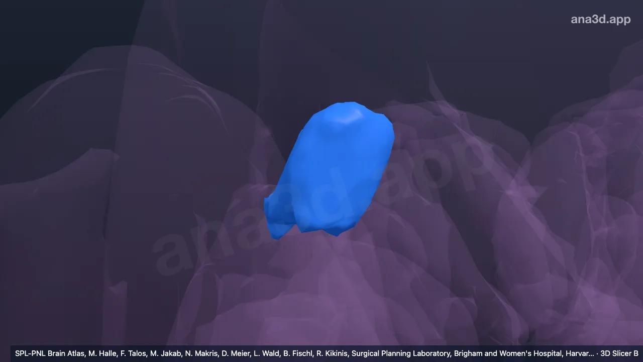 Mô hình 3D: Nhân đồi thị sau ngoài phải