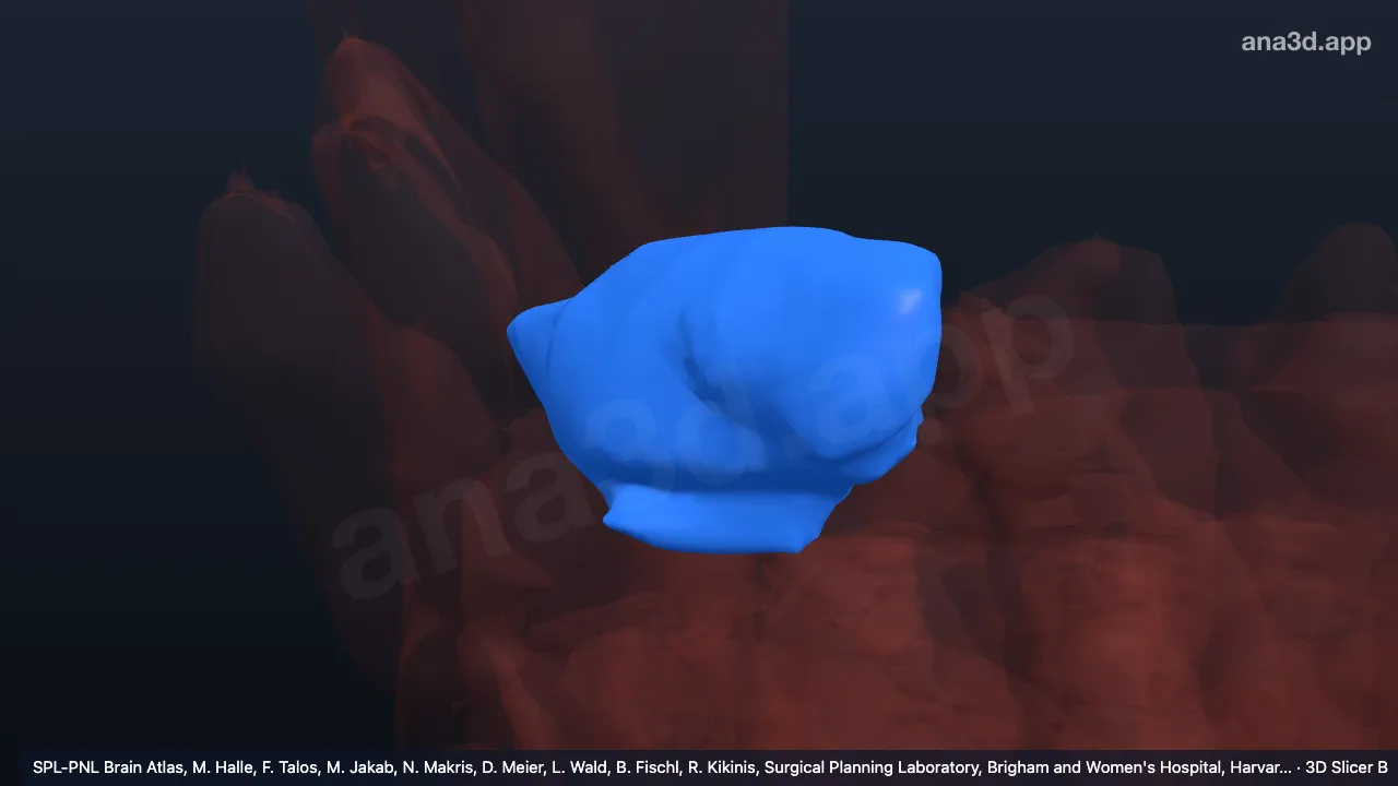 3Dモデル：右外側翼突筋