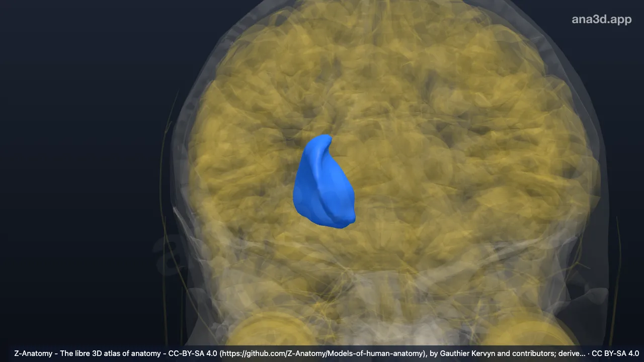 3D model: right lentiform nucleus