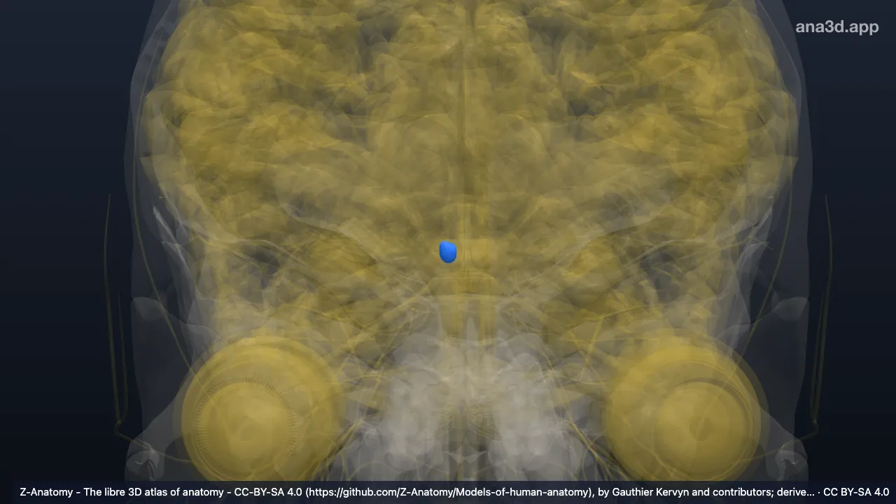 Modelo 3D: Corpo mamilar direito