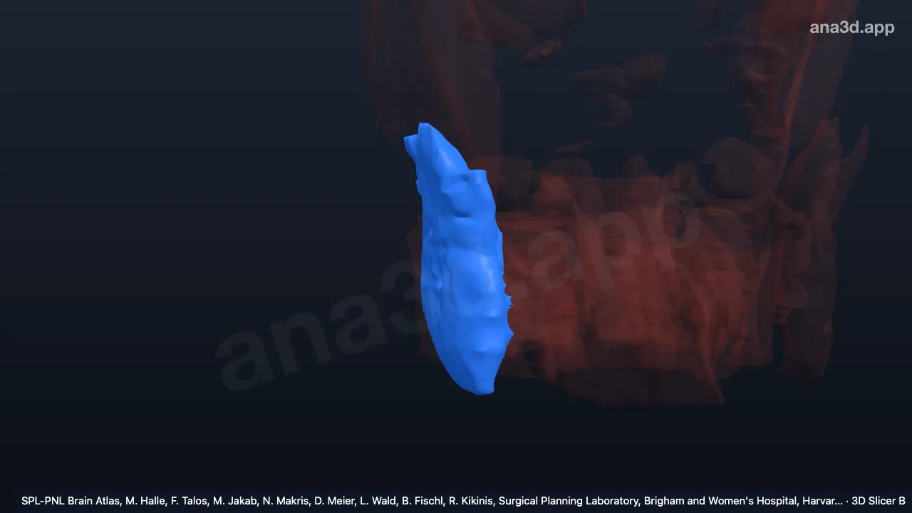 3D 模型：右咬肌