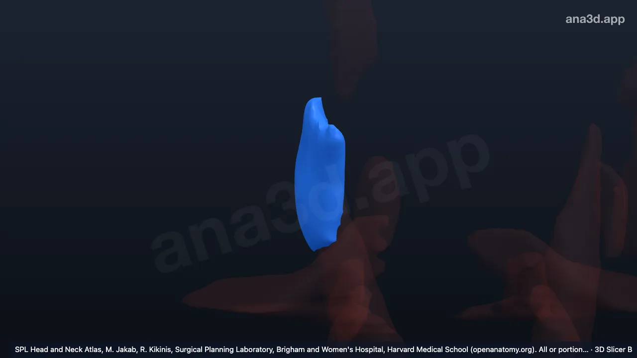 3D 모델: 오른쪽 깨물근