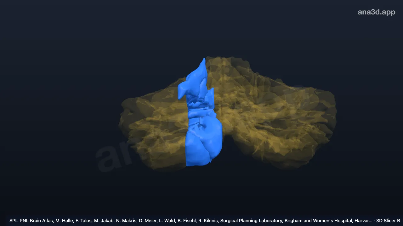 3D model: right medial hemispheric zone