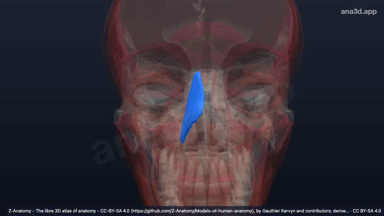 Mô hình 3D: Cơ mũi phải