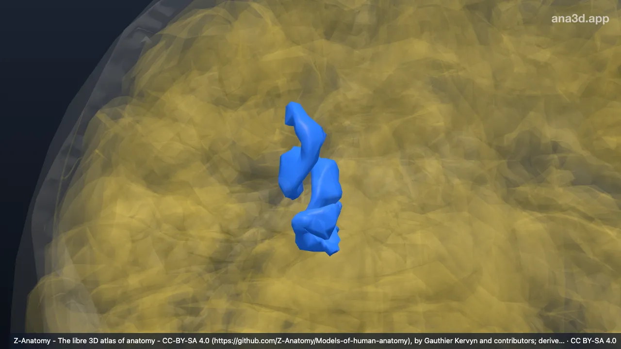 3D model: right parieto-occipital sulcus