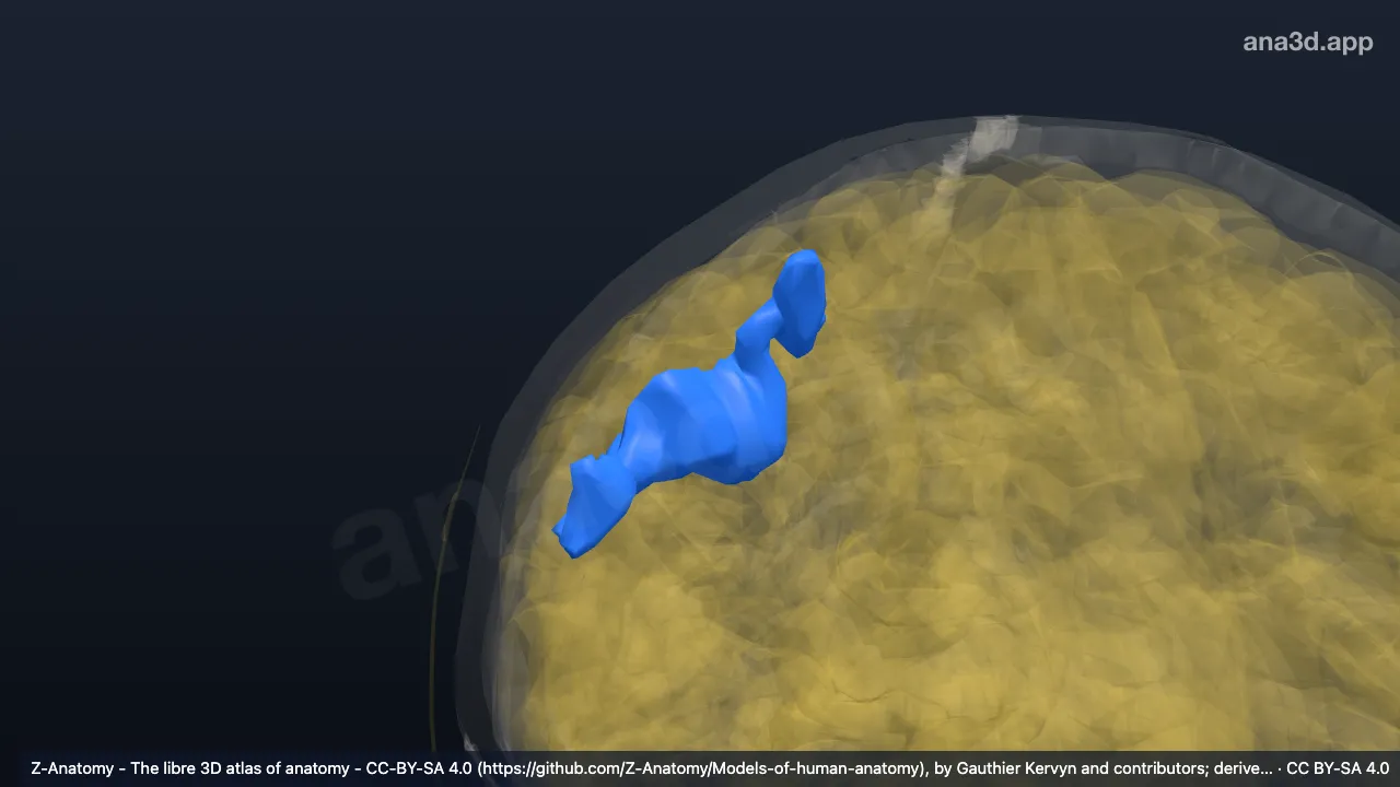 3D model: right postcentral sulcus