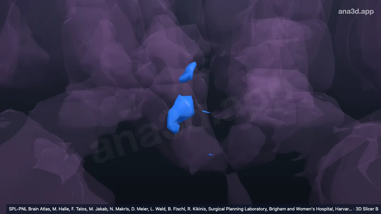 Modelo 3D: Hipotálamo posterior superior direito